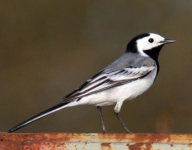 http://commons.wikimedia.org/wiki/File:White-Wagtail.jpg