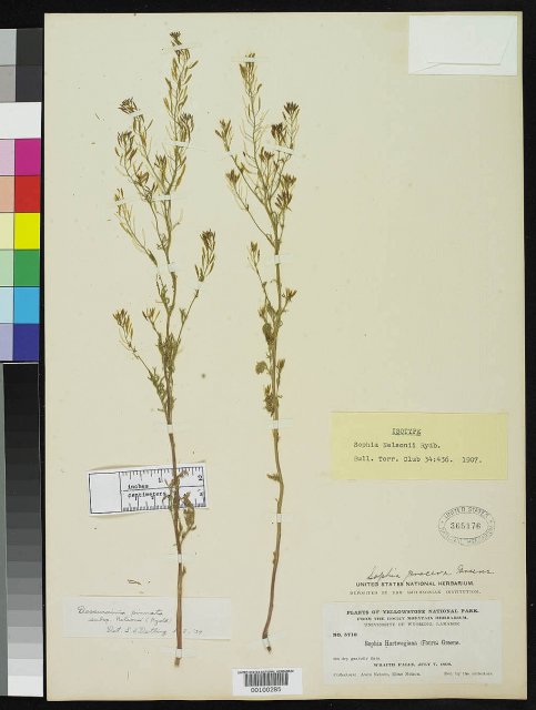 Nelson's Western Tansy-mustard (Descurainia pinnata ssp. nelsonii ...