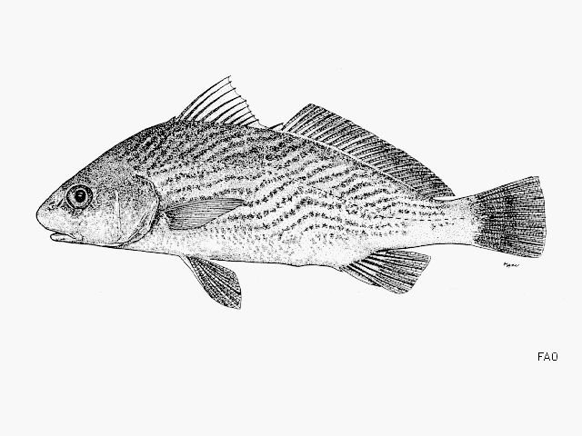 http://www.fishbase.org/summary/SpeciesSummary.php?id=14097