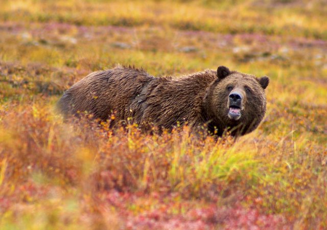 http://commons.wikimedia.org/wiki/File:Grizzly_Denali_edit.jpg