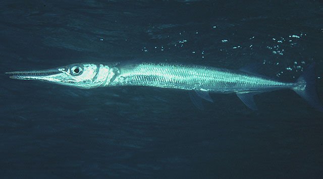 http://www.fishbase.org/summary/SpeciesSummary.php?id=977