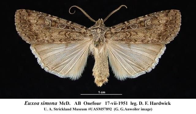 http://entomology.museums.ualberta.ca/searching_species_details.php?s=4247