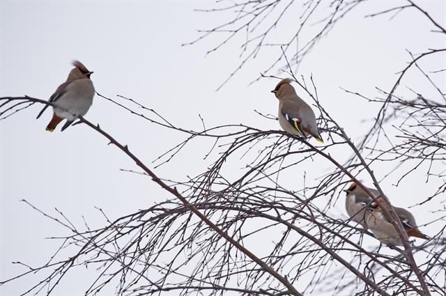 http://www.biopix.com/bohemian-waxwing-bombycilla-garrulus_photo-103568.aspx