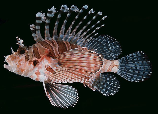 http://www.fishbase.org/summary/SpeciesSummary.php?id=5828