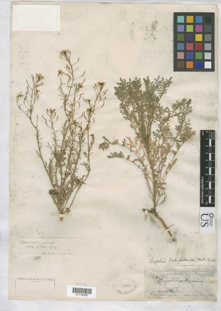 http://collections.mnh.si.edu/search/botany/?irn=10383928