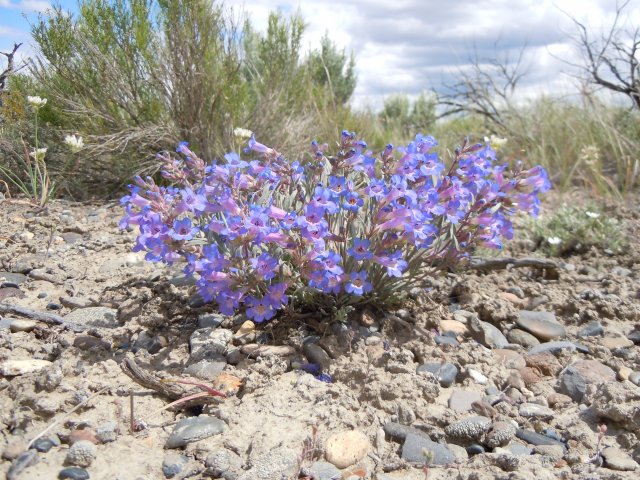 http://commons.wikimedia.org/wiki/File:Penstemon_pumilus_(5851923646).jpg