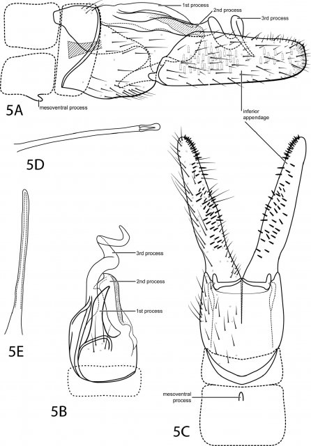 http://www.pensoft.net/J_FILES/1/articles/2909/export.php_files/ZooKeys-185-019-g005.jpg