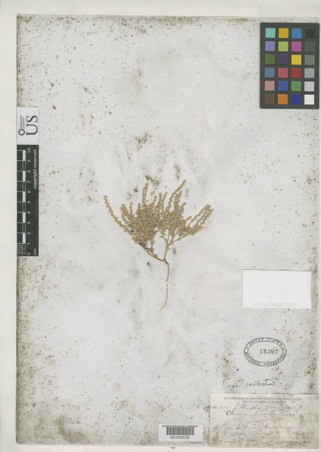 http://collections.mnh.si.edu/services/media.php?env=botany&irn=10061339