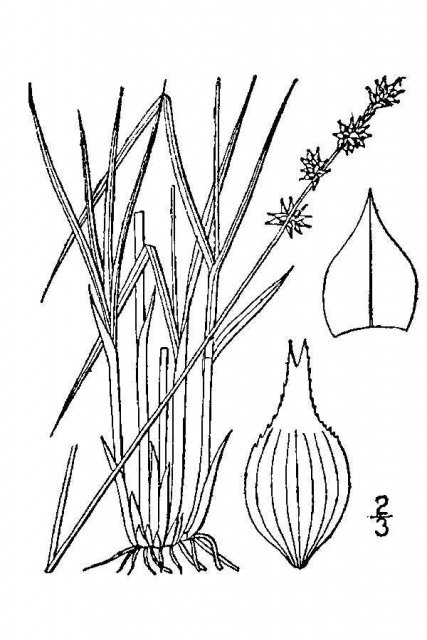 http://plants.usda.gov/java/largeImage?imageID=cale33_001_avd.tif