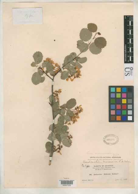 http://collections.mnh.si.edu/search/botany/?irn=2164718