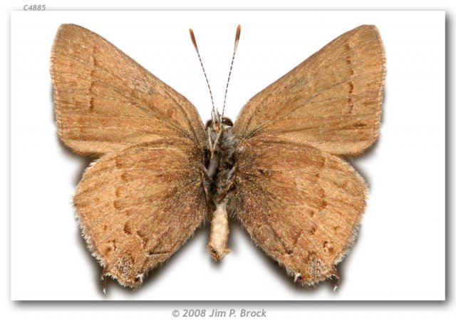 http://butterfliesofamerica.com/images/Theclinae/eumaeini/Satyrium_saepium_chalcis/Satyrium_saepium_chalcis_M_USA_CA_San_Luis_Obispo_Co_Hi_Mtn_5_mi_S_of_Pozo_04-VII-75_3.jpg