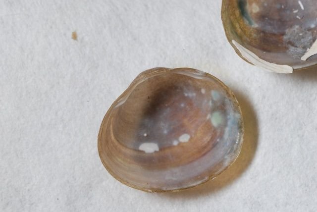 Clam taxonomy store