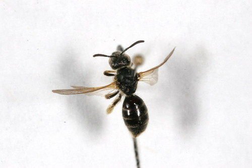 http://www.boldsystems.org/views/taxbrowser.php?taxon=Lasioglossum+quebecense