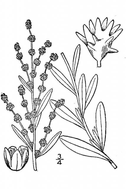 http://plants.usda.gov/java/largeImage?imageID=atnu2_001_avd.tif