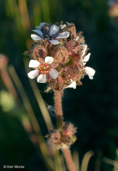 Pine Woods Horkelia (Horkelia Fusca Ssp. Parviflora) | Idaho Fish And Game