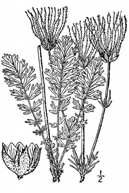 http://plants.usda.gov/java/largeImage?imageID=sici3_001_avd.tif