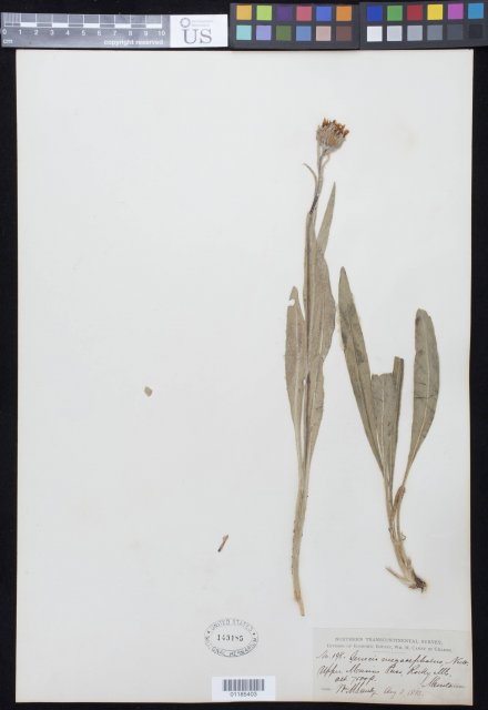 http://collections.mnh.si.edu/search/botany/?irn=10859929