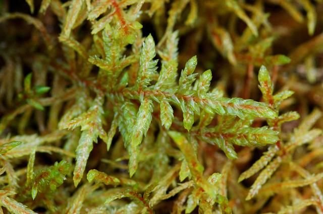 http://www.biopix.com/red-stemmed-feather-moss-pleurozium-schreberi_photo-84731.aspx