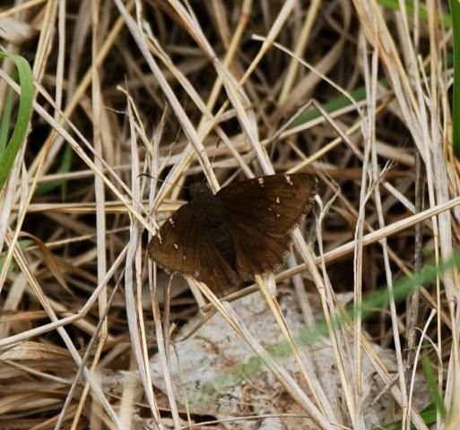 http://animaldiversity.ummz.umich.edu/site/resources/phil_myers/lepidoptera/Hesperiidae_M-Z/Thorybes_pylades5059.jpg/medium.jpg