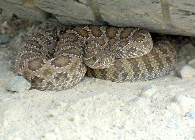 Prairie Rattlesnake (Crotalus viridis) - Photo Public Domain by Beth Waterbury, Idaho Fish and Game