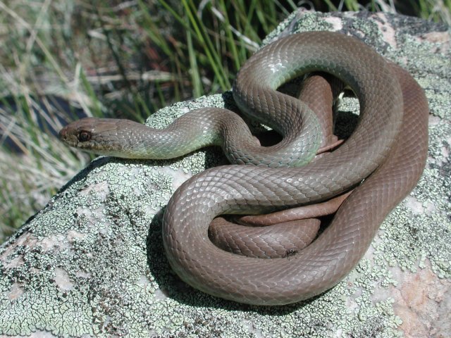 Racer (Coluber Constrictor) | Idaho Fish And Game