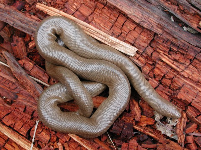 Rubber Boa (Charina bottae) - Photo Public Domain by William Bosworth, Idaho Fish and Game