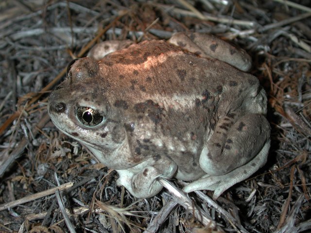 Great Basin Spadefoot (Spea intermontana) - Photo Public Domain by William Bosworth, Idaho Dept. Fish and Game