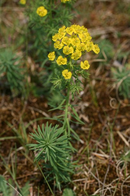 Euphorbia_cyparissias.jpg