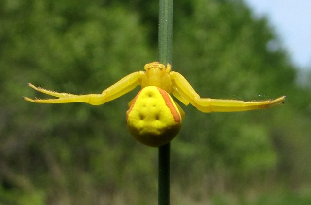 http://en.wikipedia.org/wiki/Misumena_vatia#mediaviewer/File:Goldenrod_Spider.jpg