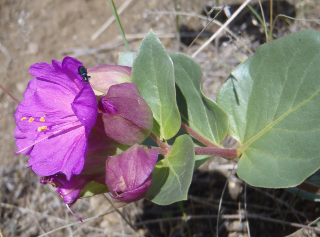 MacFarlane's four-o'clock (Mirabilis macfarlanei)