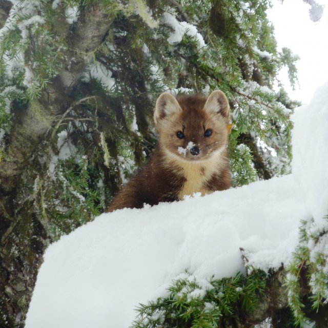 Marten in tree