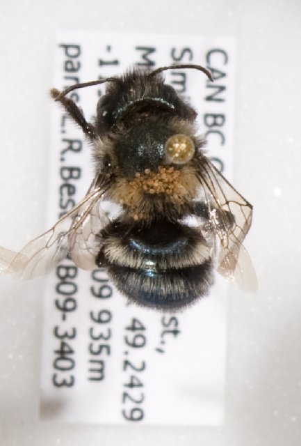 http://www.boldsystems.org/index.php/Taxbrowser_Taxonpage?searchMenu=taxonomy&query=Osmia+californica&taxon=Osmia+californica