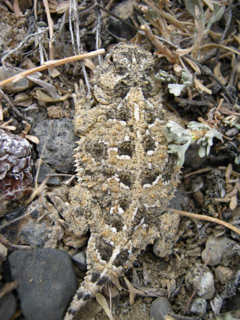 Pygmy Horned Lizard (Phrynosoma douglassii) - Photo Public Domain by Beth Waterbury, Idaho Fish and Game