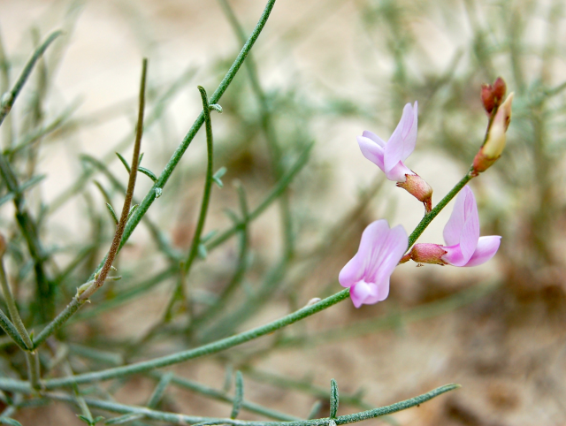 Packard's Milkvetch (Astragalus packardiae)