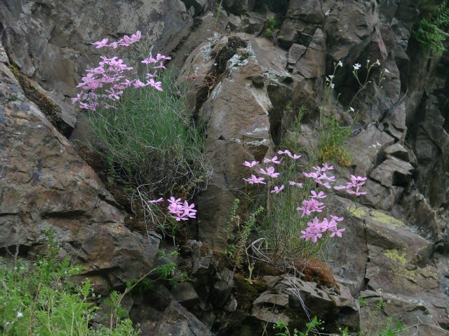 Phlox colubrina - Photo (BY) Cyndi Coulter, IDFG