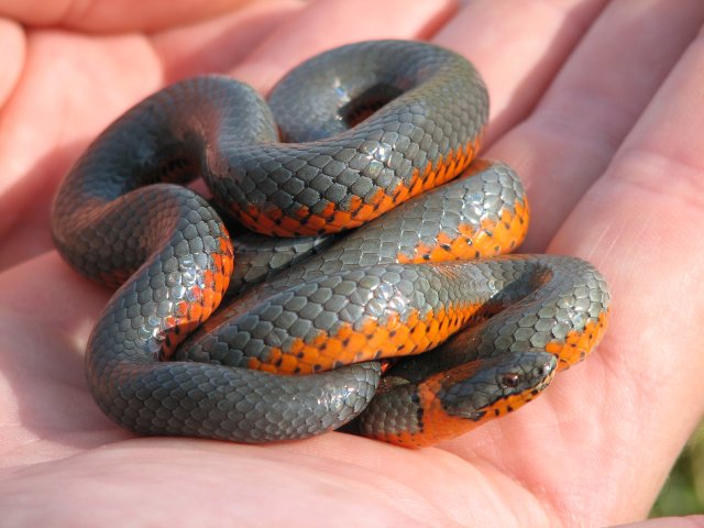 Ring-necked snake (Diadophis punctatus) - Photo Public Domain by Joel Sauder, Idaho Dept. Fish and Game