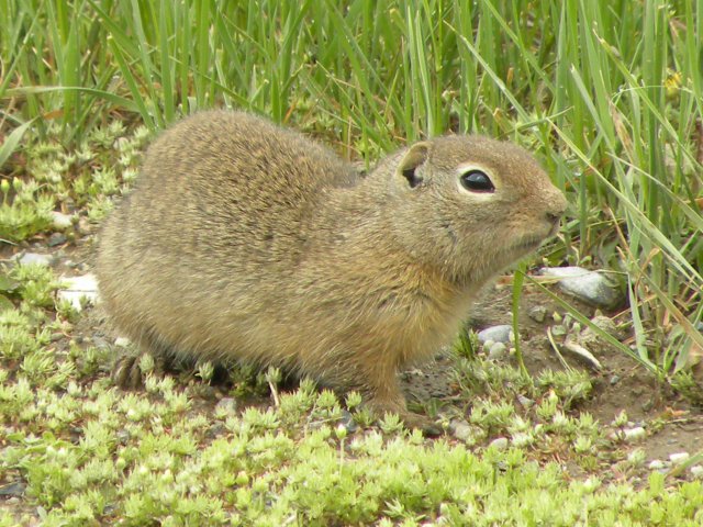 Wyoming Ground squirrel (Urocitellus elegans) - photo Public Domain by Beth Waterbury, Idaho Fish and Game