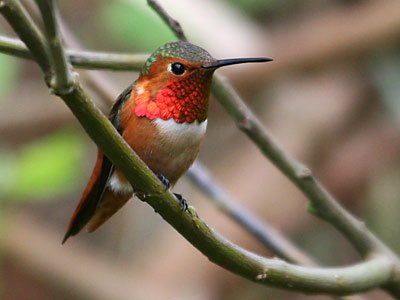 http://www.nps.gov/prsf/naturescience/allens-hummingbird.htm