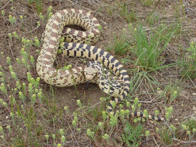 Gophersnake (Pituophis catenifer) - Photo by Beth Waterbury, Idaho Fish and Game