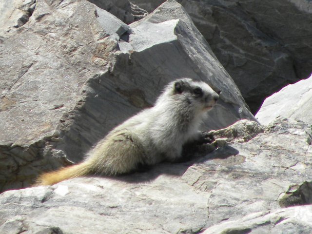 Hoary Marmot (Marmota caligata) - Photo Public Domain by Beth Waterbury, Idaho Fish and Game