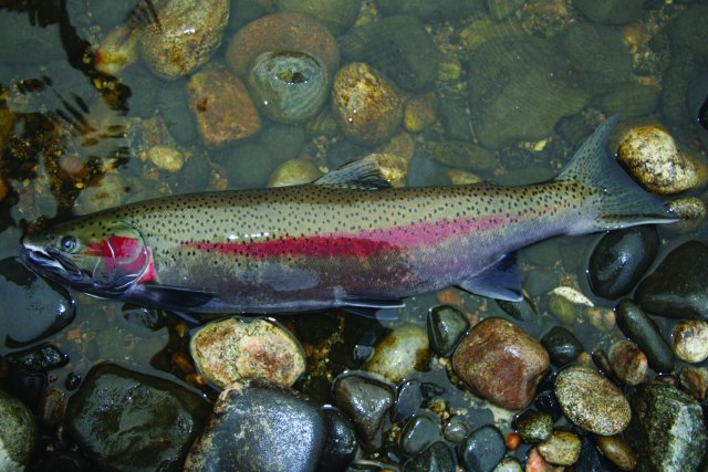 Red Steelhead on rocks February 2008