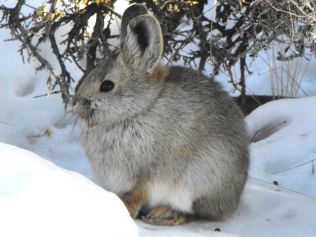 Pygmy Rabbit (Brachylagus idahoensis) - Photo Public Domain by Beth Waterbury, Idaho Fish and Game