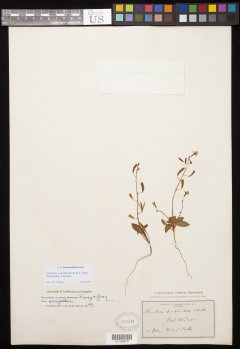 http://collections.mnh.si.edu/search/botany/?irn=10975983