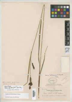 http://collections.mnh.si.edu/search/botany/?irn=2099020