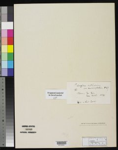 http://collections.mnh.si.edu/search/botany/?irn=2116423