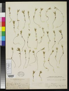 http://collections.mnh.si.edu/search/botany/?irn=2130277
