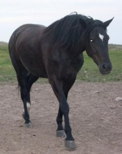 http://animaldiversity.ummz.umich.edu/site/resources/tanya_dewey/horse4.jpg/medium.jpg