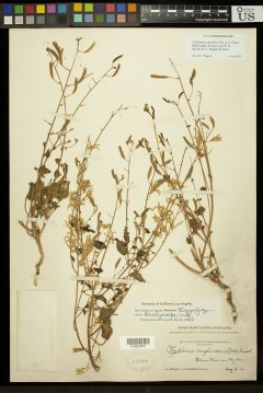 http://collections.mnh.si.edu/search/botany/?irn=11191897