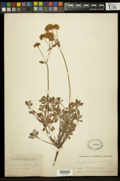 http://collections.mnh.si.edu/search/botany/?irn=11181779