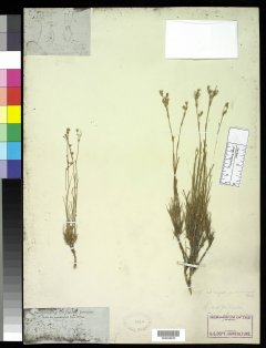 http://collections.mnh.si.edu/search/botany/?irn=10058011